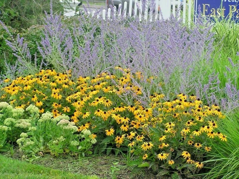 Brown Eyed Susan Seeds - Rudbeckia triloba Wildflower Seeds for Pollinator Gardens, Perennial, Bushy Growth, 201+ Seeds
