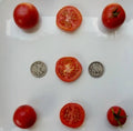 Oregon Spring Tomato Seeds - Pack of 25 - Early-Ripening, Sweet, Juicy Solanum lycopersicum for Home Gardens & Containers