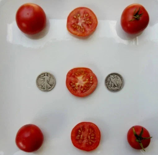Oregon Spring Tomato Seeds - Pack of 25 - Early-Ripening, Sweet, Juicy Solanum lycopersicum for Home Gardens & Containers