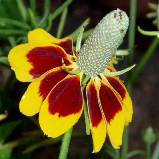 Coneflower Seeds - Mexican Hat Wildflower - Non-GMO Perennial - 500 Seeds - Pollinator Friendly - Ratibida columnifera