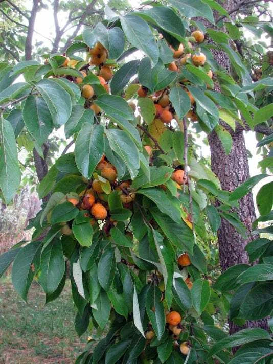 American Persimmon Trees 6-inch Sapling Seedling Diospyros virginiana, Live Fruit Trees for Garden or Landscaping