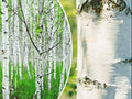 White Paper Birch Tree Seeds, Betula papyrifera, Fast-Growing Deciduous Tree, 50+ Seeds for Landscaping and Wildlife Habitat