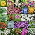 Perennial Wildflower Seeds Mix - Rock Garden Ground Cover - 24 Native Varieties for Pollinators
