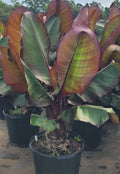 Red Banana Live Starter Plant - Musa Ensete Maurelli, Tropical Fruit Plant for Garden or Indoor, 4-Inch Pot