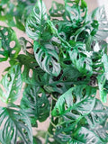 Monstera Adansonii Swiss Cheese Plant Cuttings - 3 Indoor/Outdoor Houseplant Cuttings