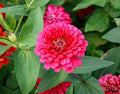 Pink Marigold Seeds Pack of 25+ | Tagetes erecta Flower Seeds for Garden & Containers | Vibrant Pink Blooms