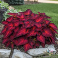 Coleus Seeds - 25+ Rainbow Volcano Coleus blumei - Vibrant Foliage, Easy to Grow, USA Grown, Free Shipping