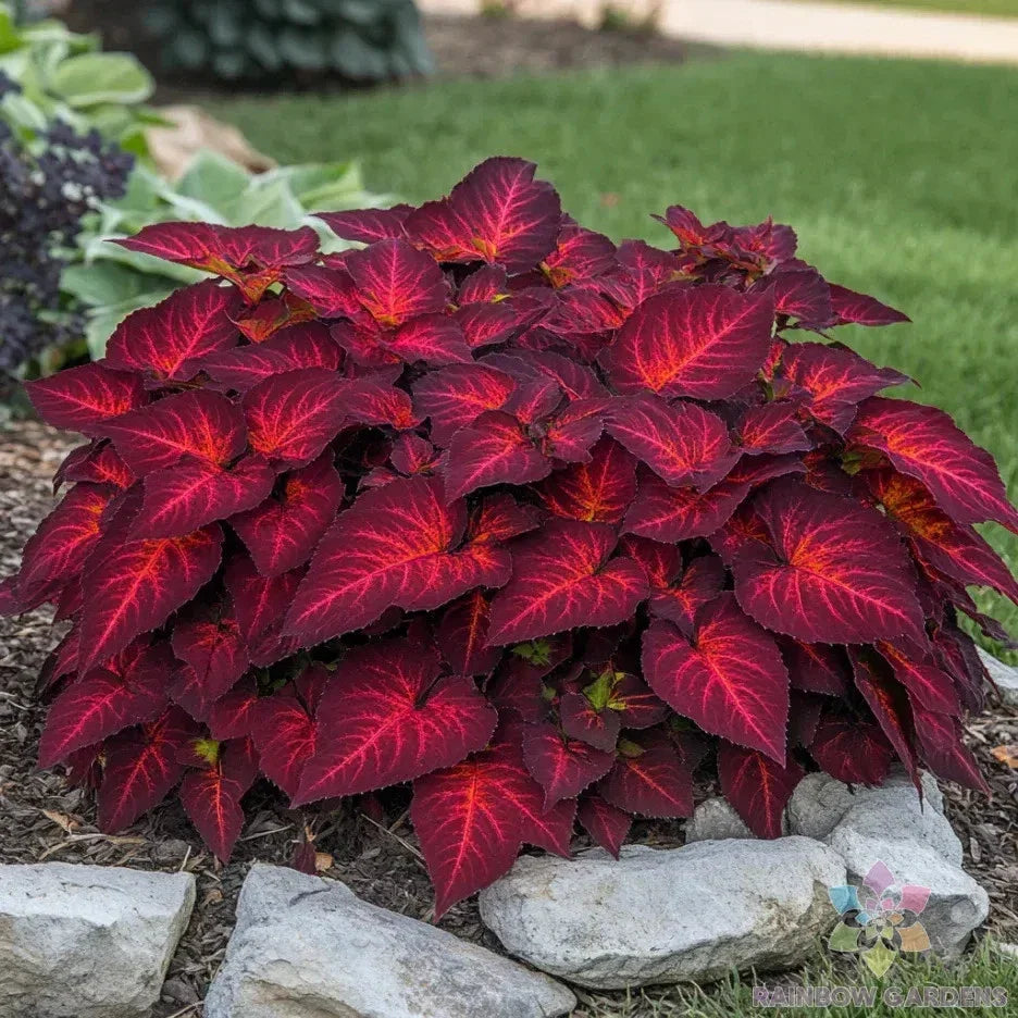 Coleus Seeds - 25+ Rainbow Volcano Coleus blumei - Vibrant Foliage, Easy to Grow, USA Grown, Free Shipping
