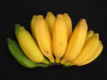 Pisang Ceylon Banana Tree - Small Rooted Starter Plant - Musa acuminata - Tropical Fruit Plant for Indoor & Outdoor Gardens