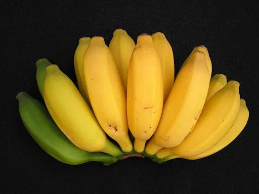 Pisang Ceylon Banana Tree - Small Rooted Starter Plant - Musa acuminata - Tropical Fruit Plant for Indoor & Outdoor Gardens