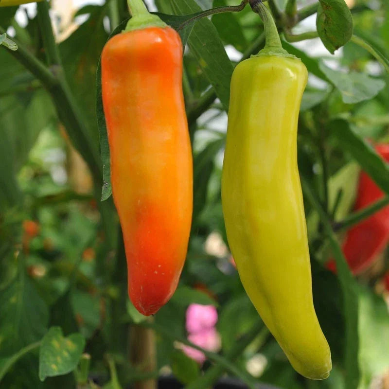 Hungarian Wax Hot Pepper Seeds - Non-GMO, Capsicum annuum, Spicy Yellow Banana Pepper Seeds for Garden or Container Planting