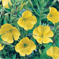 Yellow Common Evening Primrose Seeds – Over 2000 Oenothera biennis Night-Blooming Herb for Garden, Pollinators & Medicinal Use