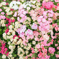 Sheep Phlox Seeds - 100+ Phlox stolonifera Perennial Ground Cover for Gardens, Borders & Rock Gardens