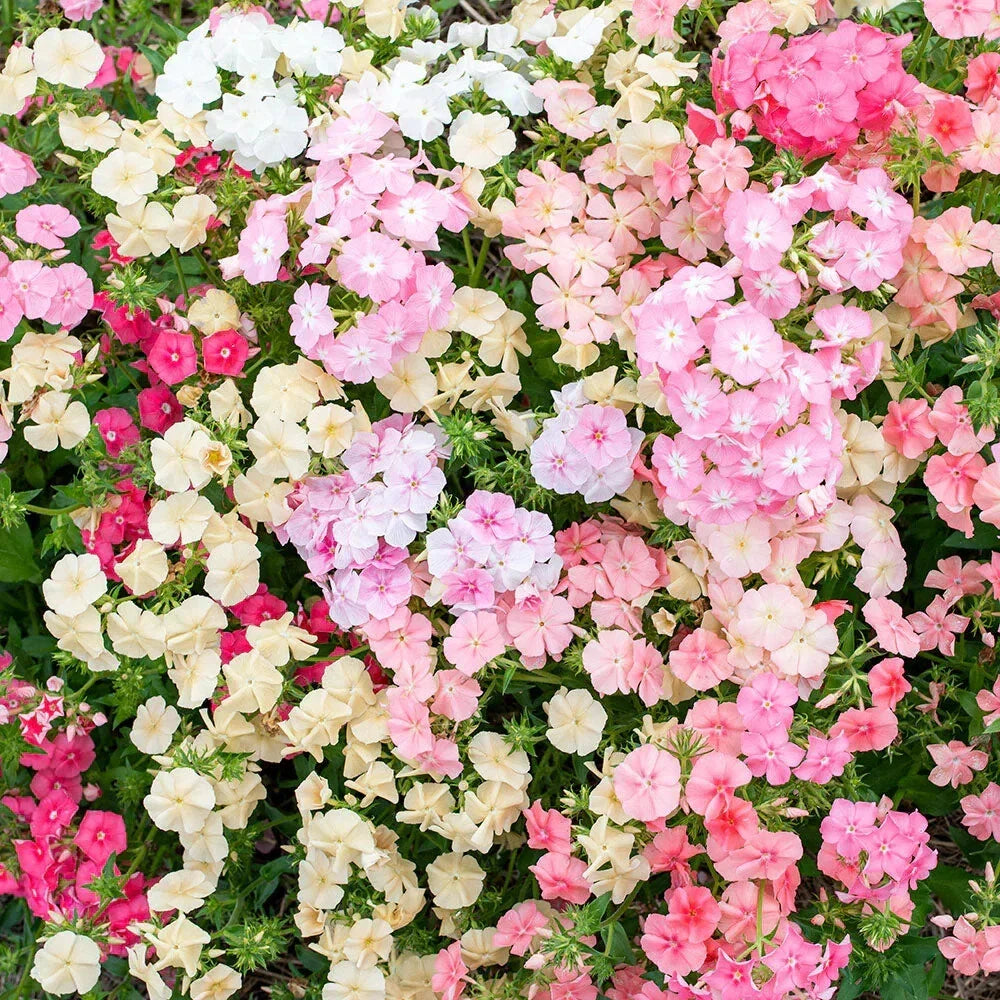 Sheep Phlox Seeds - 100+ Phlox stolonifera Perennial Ground Cover for Gardens, Borders & Rock Gardens
