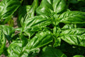 Italian Large Leaf Basil Seeds - 200+ Pack, Ocimum basilicum, Culinary Herb for Pesto, Salads & Gardening