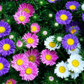China Aster Seeds - Rainbow Mix, Open Pollinated, Non-GMO, Callistephus chinensis, Vibrant Flower Bed Seeds, 2000+ Seeds
