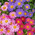 Giant California China Aster Seeds Mix for Cut Flowers, Callistephus chinensis, Summer Blooming, 301+ Seeds
