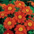 Organic Fiesta Del Sol Tithonia Seeds - Mexican Sunflower, Bright Orange Blooms, Annual, 50 Seeds