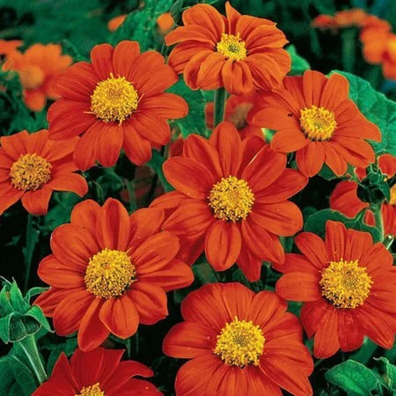 Organic Fiesta Del Sol Tithonia Seeds - Mexican Sunflower, Bright Orange Blooms, Annual, 50 Seeds