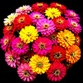 Zinnia Seeds - 300+ Summer Mix - Heat Tolerant, Hummingbird Friendly - Zinnia elegans, Vibrant Colors, Full Sun
