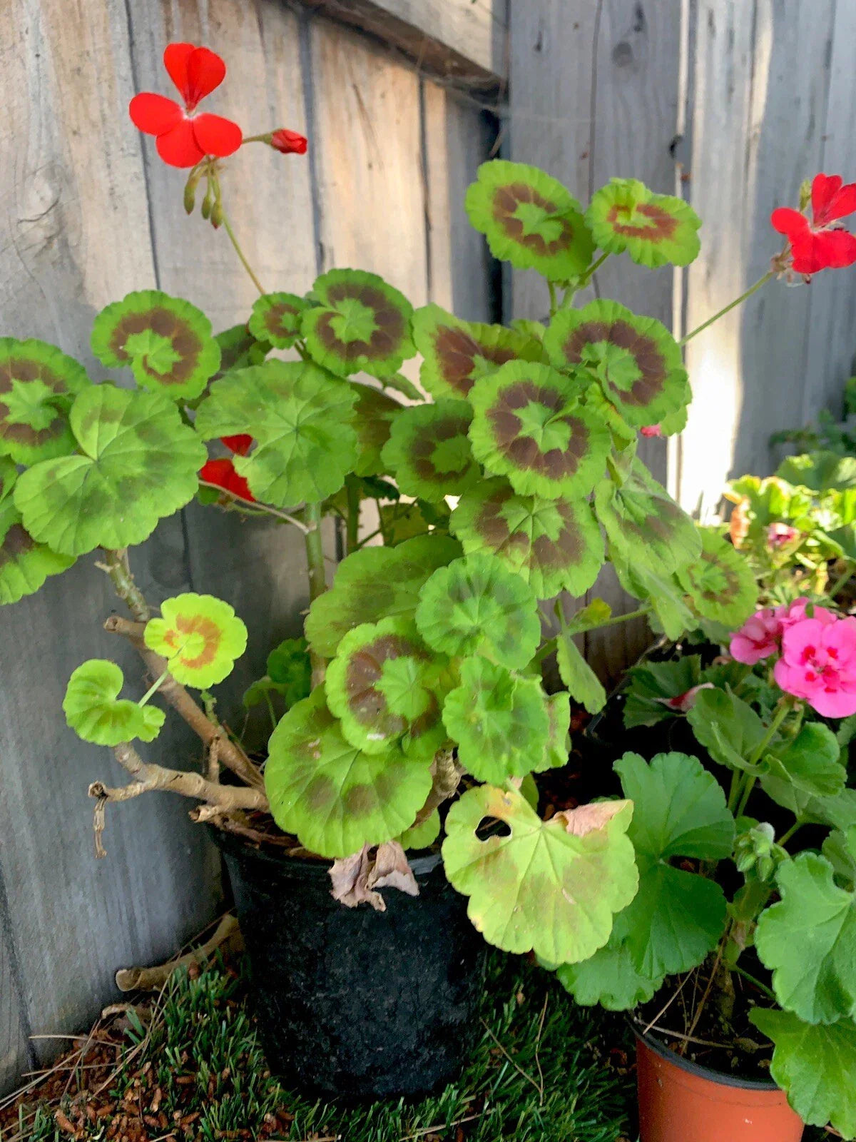 Variegated Geranium Plant in 7” Pot Pelargonium × hortorum for Indoor & Outdoor Gardening
