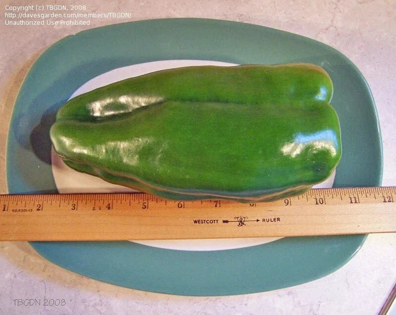 Big Bertha Sweet Pepper Seeds – Non-GMO Organic Heirloom Capsicum annuum for Large, Juicy, Sweet Peppers in Packaged Seeds