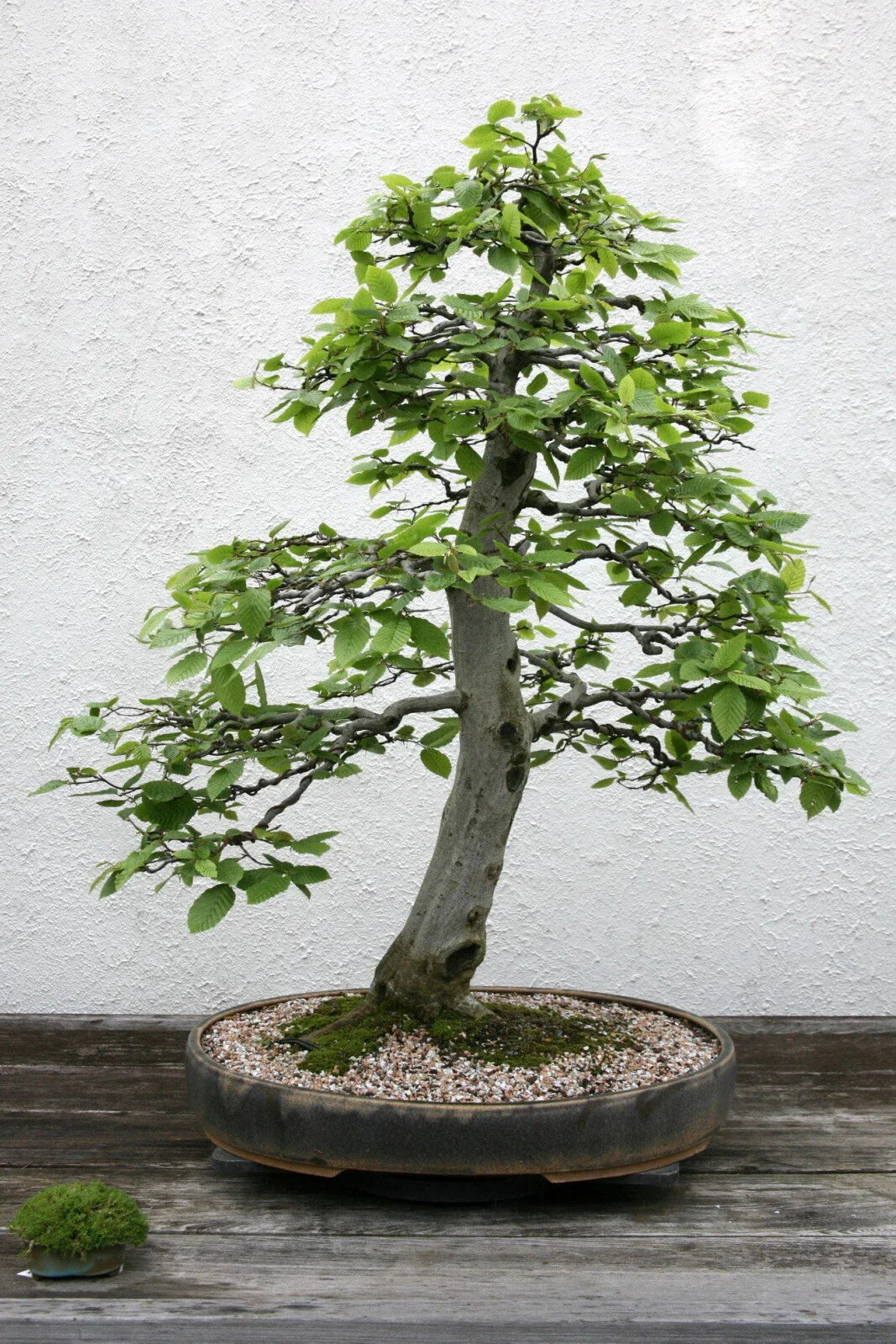 European Hornbeam Seeds Pack of 20, Carpinus betulus, Hardy Tree for Landscaping & Gardens