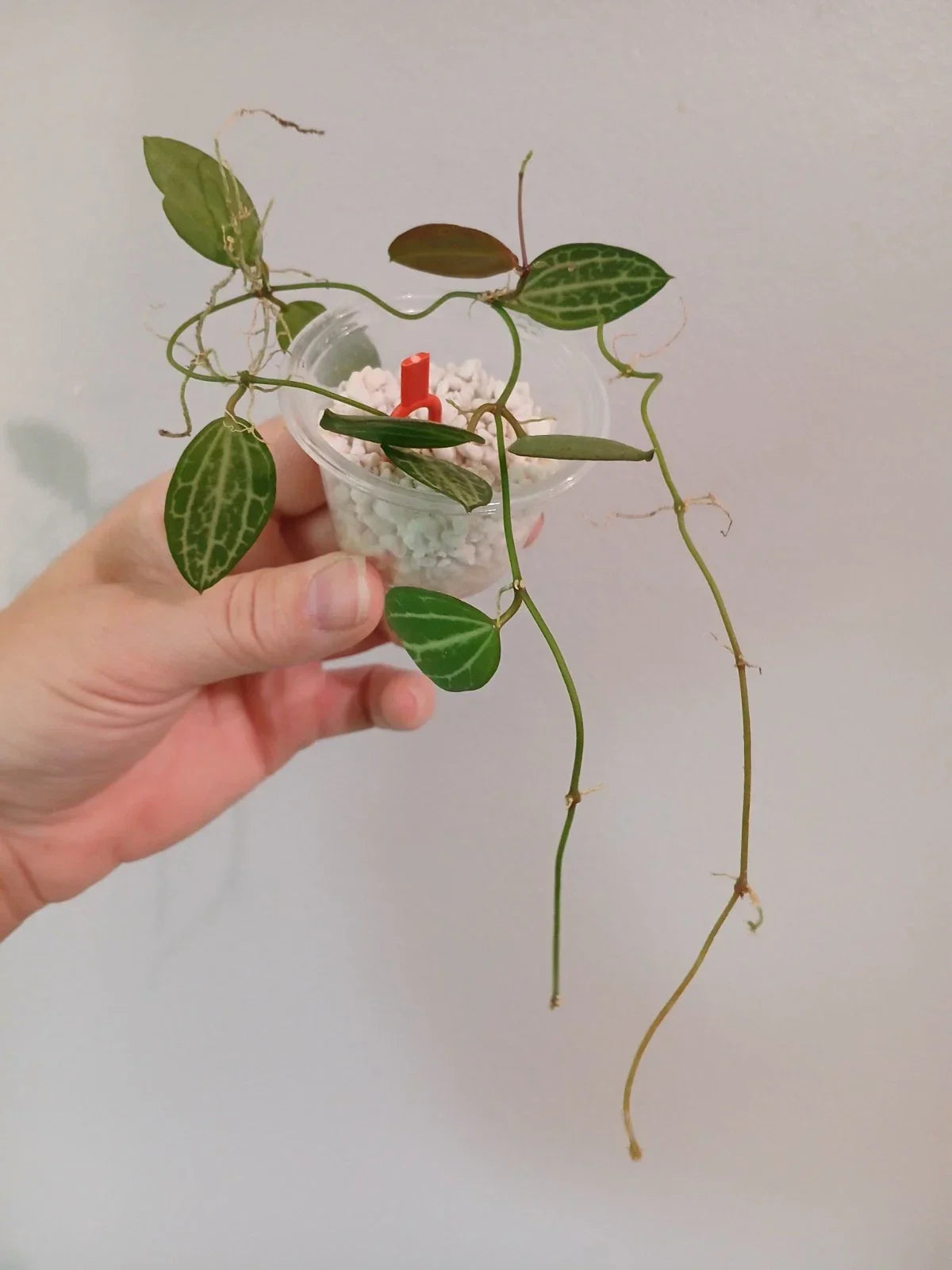 Dischidia Ovata Cutting - Succulent Plant, Trailing Houseplant, Easy Care Tropical Vine, Propagation Ready