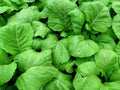 Florida Broadleaf Mustard Seeds - 200+ Loose Leaf Vegetable Seeds - Brassica juncea - Non-GMO, USA Grown, Fast-Growing Greens