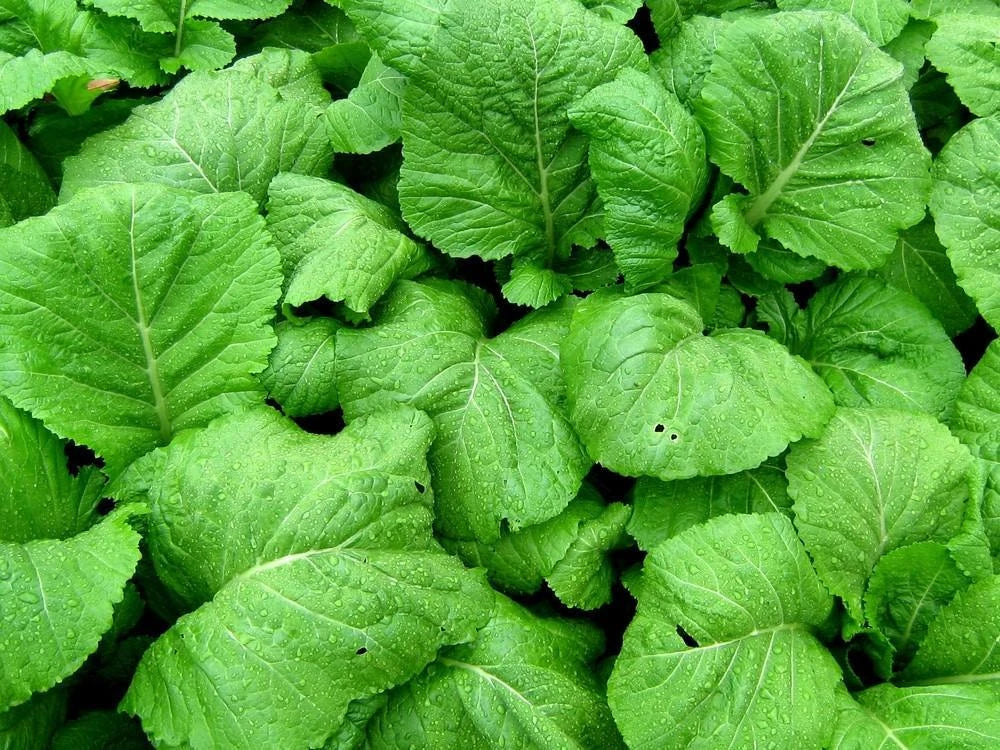 Florida Broadleaf Mustard Seeds - 200+ Loose Leaf Vegetable Seeds - Brassica juncea - Non-GMO, USA Grown, Fast-Growing Greens