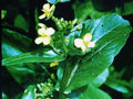 Tsai Sim Seeds - Chinese Green Brassica rapa var. chinensis for Salads & Stir Fry, Tender Leaves & Sweet Flower Buds, 200 Seeds