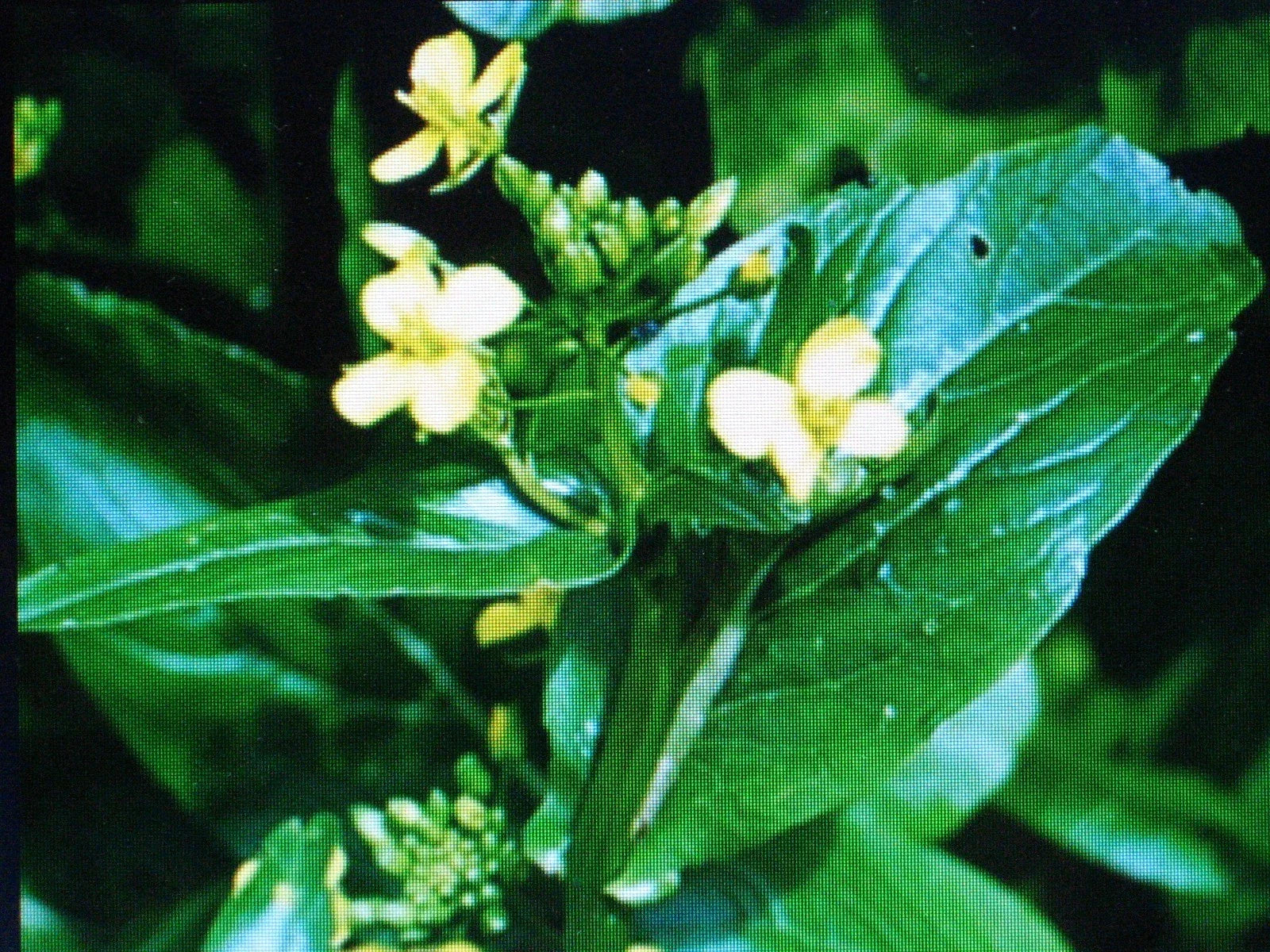 Tsai Sim Seeds - Chinese Green Brassica rapa var. chinensis for Salads & Stir Fry, Tender Leaves & Sweet Flower Buds, 200 Seeds