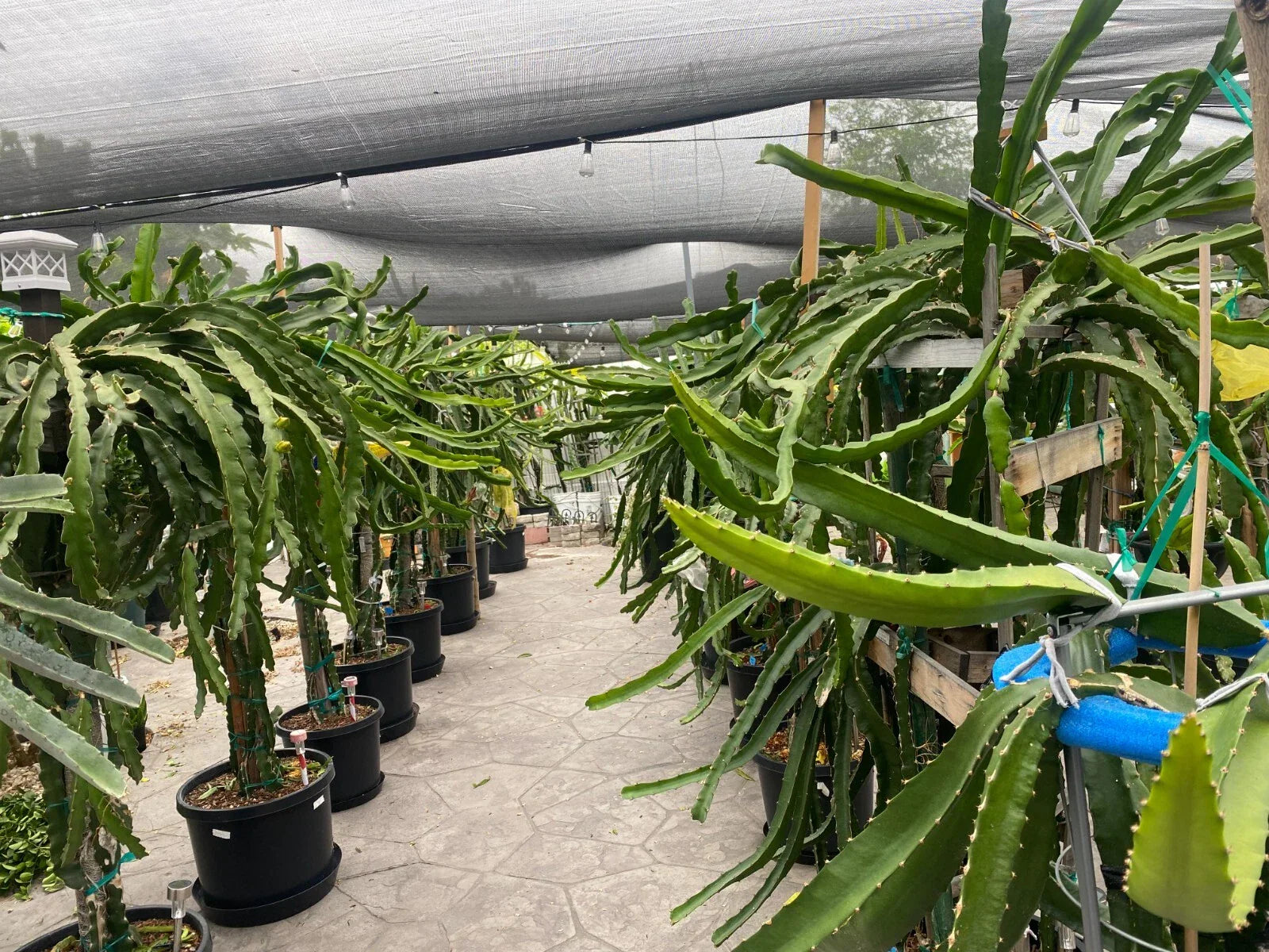 Small Dragon Fruit Cuttings - 5" Grafting Cuttings - Multiple Hylocereus Varieties