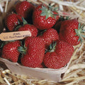 Jewel Strawberry Plants Lot of 25 - Fragaria × ananassa Junebearing Edible Garden Plants