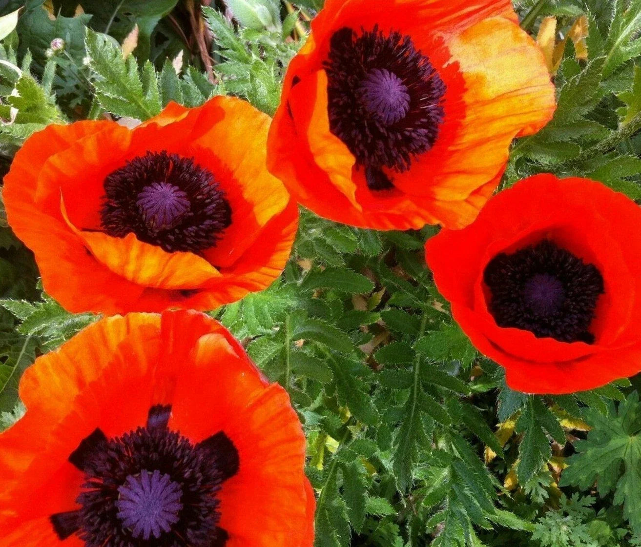 Oriental Poppy Seeds - 200+ Perennial Flower Seeds Reddish-Orange Papaver orientale for Garden, Full Sun, Drought Tolerant