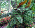 Variegated Sumatrana Rojo Blood Banana Starter Plant – Musa acuminata – Tropical Indoor/Outdoor Houseplant