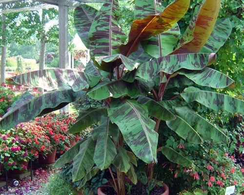 Variegated Sumatrana Rojo Blood Banana Starter Plant – Musa acuminata – Tropical Indoor/Outdoor Houseplant