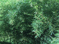 Live Bamboo Roots for Natural Privacy Fence & Garden Canopy - Phyllostachys spp.