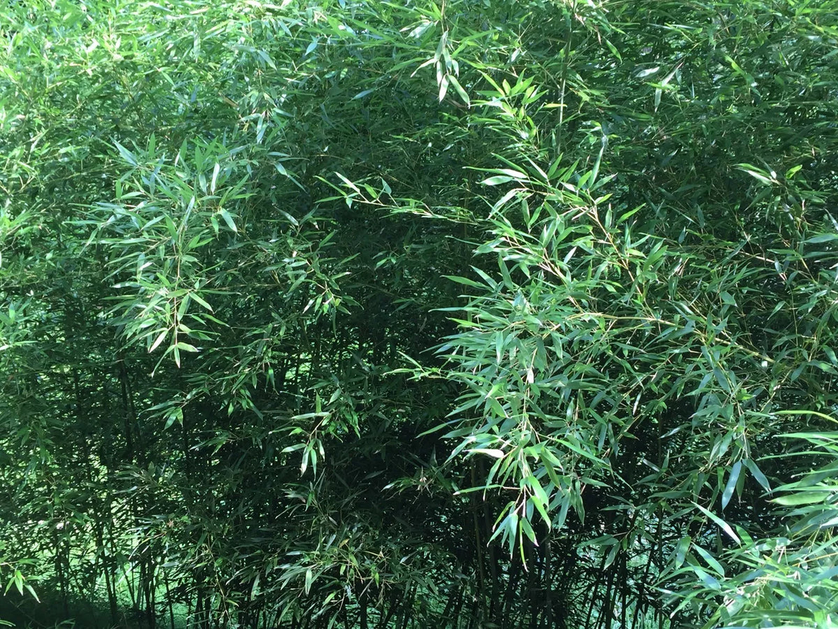 Live Bamboo Roots for Natural Privacy Fence & Garden Canopy - Phyllostachys spp.