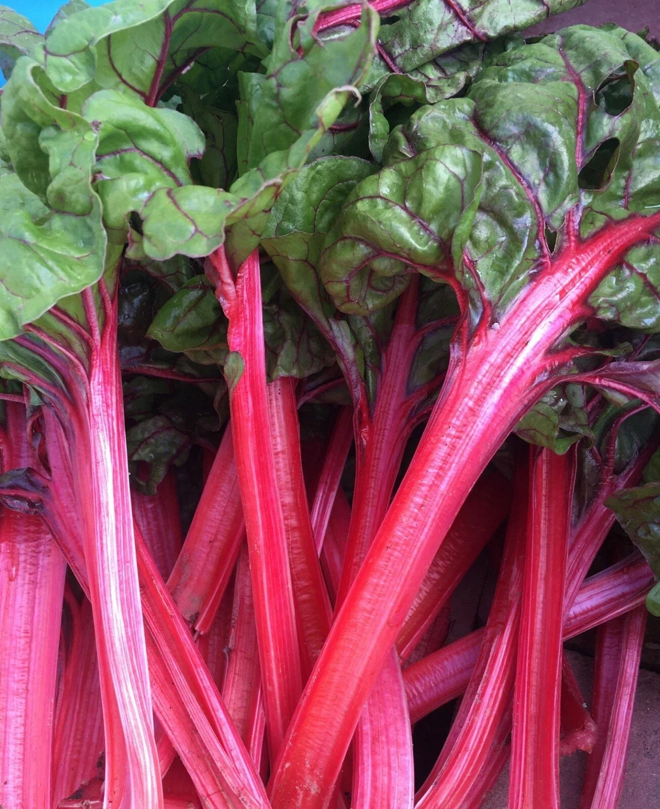 Organic Red Swiss Chard Seeds - 50+ Pack, Beta vulgaris subsp. cicla, Nutrient-Rich, Garden, USA Grown