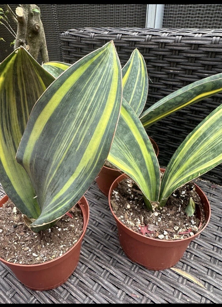 Sansevieria Masoniana Variegated Whale Fin Plant in 6” Pot – Unique Snake Plant Indoor Houseplant