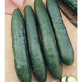 Cucumber Seeds - Tasty Green Variety - Non-GMO Cucumis sativus for Home Gardening & Planting