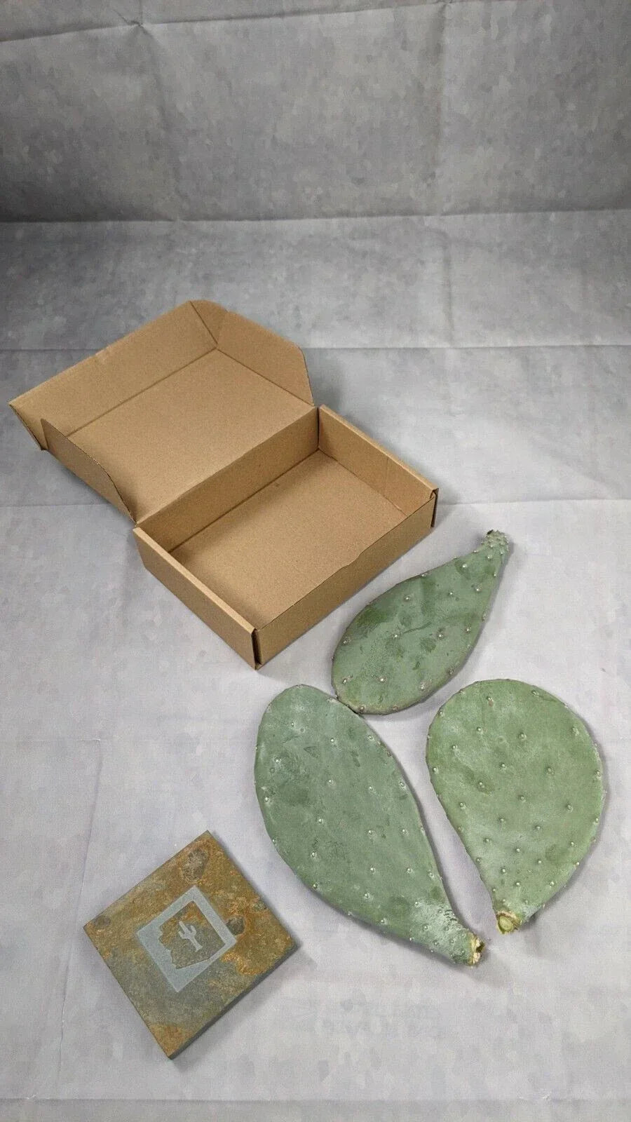 Spineless Prickly Pear Cactus Pads - 3 Pack, 5+ Inches, Opuntia ficus-indica, Arizona Grown