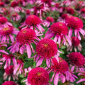 50 Bubble Gum Coneflower Seeds - Echinacea purpurea Perennial Flower Seeds for Garden Planting