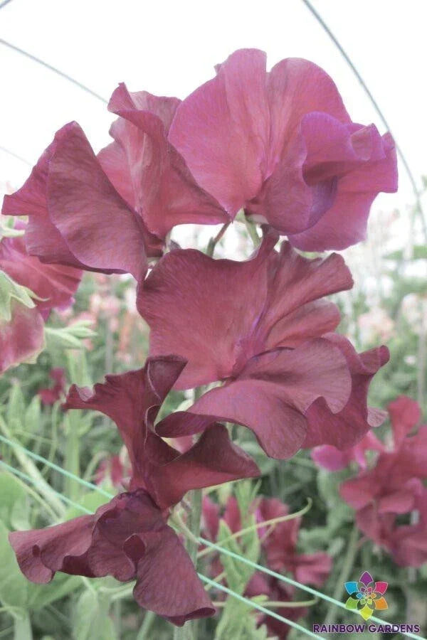 Edd Fincham Sweet Pea Seeds – Climbing Annual Flower Pack of 50 – Lathyrus odoratus – Fragrant, Heirloom Garden Planting