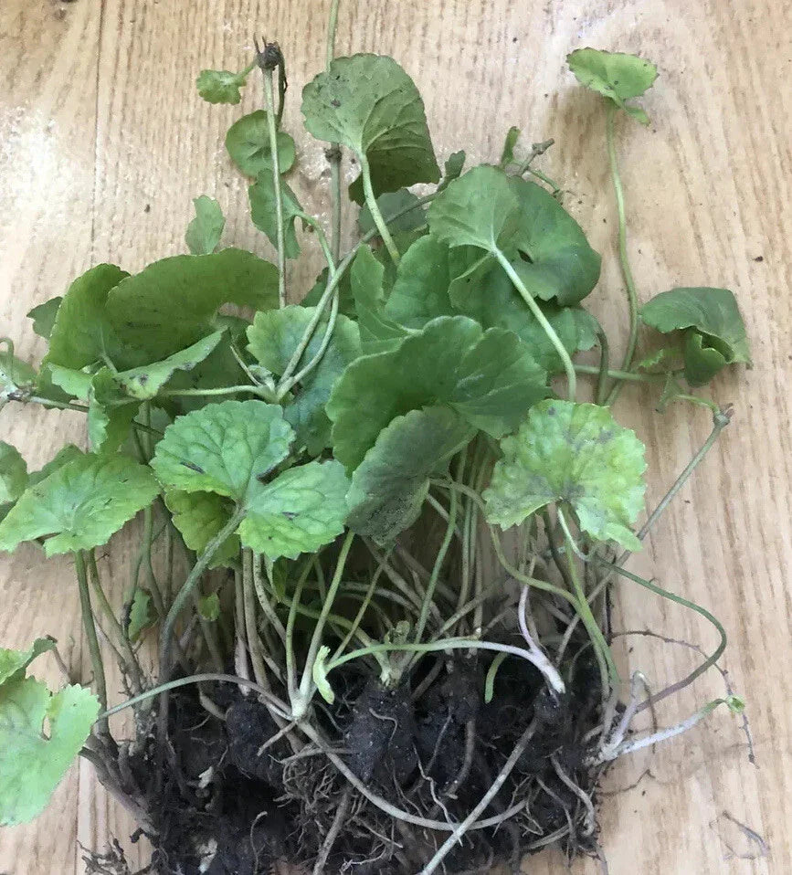 Pennywort Gotu Kola Live Plant - Bare Root 10 Pieces - Centella asiatica Ground Cover for Garden & Indoor Planting