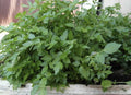 Water Parsley Plant - 17 Healthy Water Dropwort - Rau cáº§n nÆ°á»›c - Japanese Parsley - Water Celery (Oenanthe javanica)