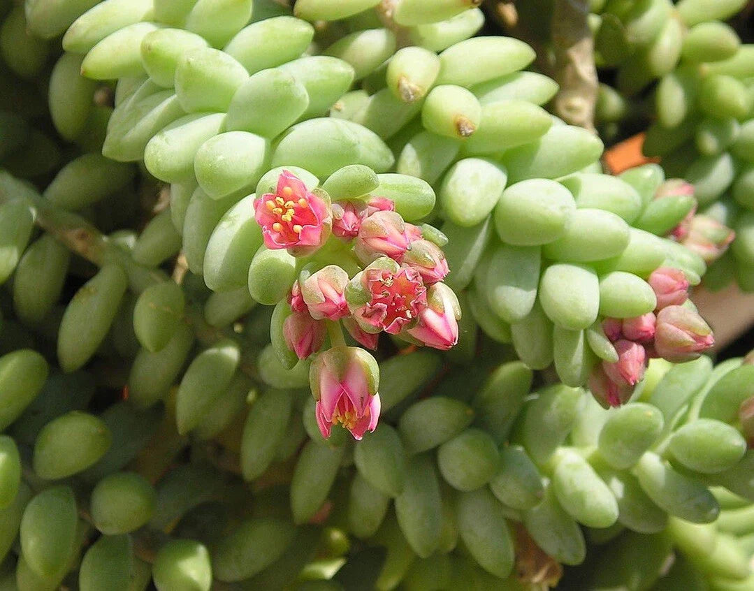 Unrooted 4" Donkey Tail Cutting Sedum Morganianum Hanging Succulent Plant Indoor Outdoor Decor