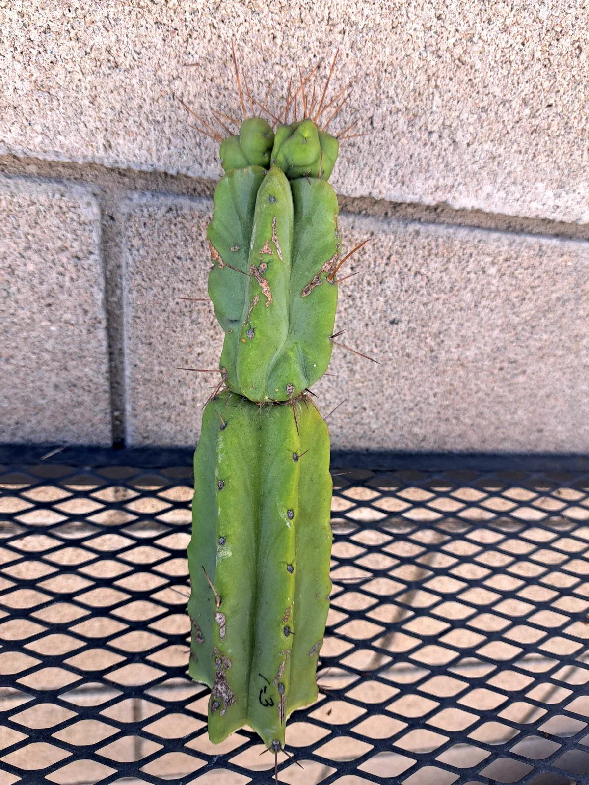 Cereus Bridge Cactus Cutting - Indoor Plant, Fast-Growing Cereus peruvianus, Succulent, White Night Blooms