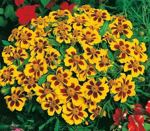 Dwarf French Marigold Seeds - 301+ Naughty Marietta - Compact Bright Yellow & Orange Flowers - Tagetes patula